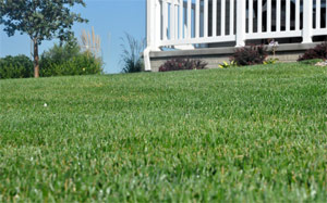 with the right irrigation this lawn is looking perfect